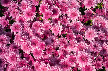 Closeup beautiful pink chrysanthemum flower blooming in the garden on sunshine.	