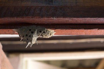 Obraz premium hornet nest
