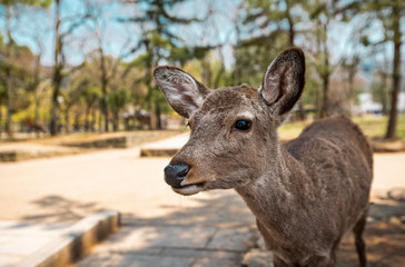 Young deear aproching camera in nature