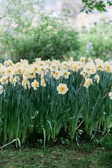 Spring Daffodils in the Garden in Giverny, France - 328209857