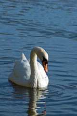 swan