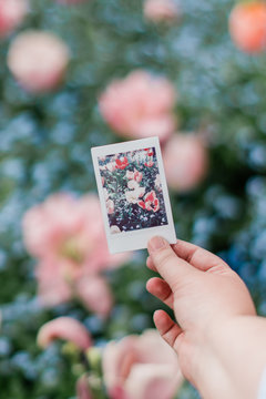 Hand Holding Instant Photo of Pink Tulips in a Garden