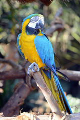 A blue and yellow macaw at Umgeni bird park in Durban