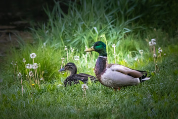 Duck couple in a meadow