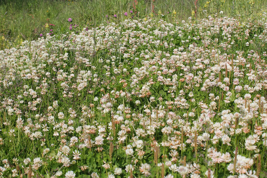 Dutch white clover lawn in the meadow. Ladino clover growing on the field. Plant used in herbal medicine and culinary. Botanical nature background. Summer or spring season