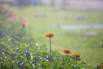 Obraz premium flowers in the field