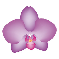 Orchid