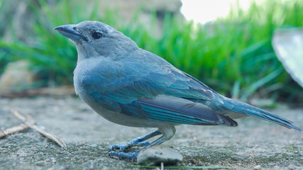 blue bird close wildlife