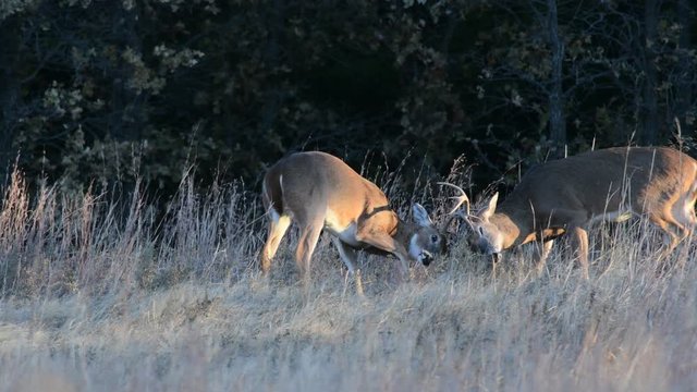 Two young Whitetail Bucks fighting