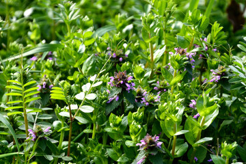 草むらにカラスノエンドウやハコベの葉っぱ、花を咲かせたヒメオドリコソウなど、春の野草が繁っている風景