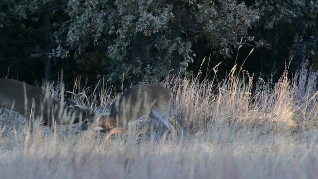 Two young Whitetail Bucks fighting