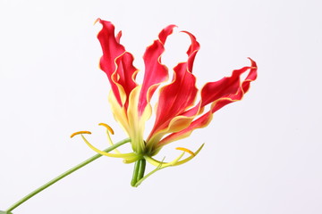 Gloriosa flower isolated on white background