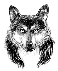 Wolf head. Ink black and white drawing