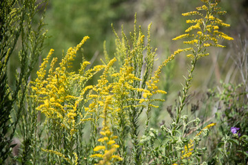 Invasive grassland plant (Solidago chilensis) known as 