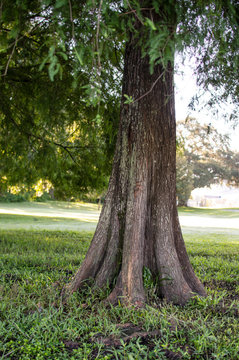 Tree trunk roots in the park photo picture image
