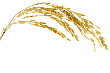 Ear of sticky paddy rice at isolated white background