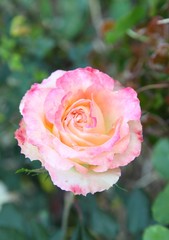 Pink Rose Blooming in the nature Garden