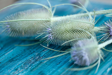 Natural beauty background. Beautiful elegant Dipsacus spine on a blue wooden background....