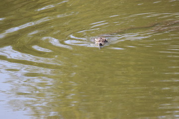 Naklejka premium Duck swimming in river with head underwater