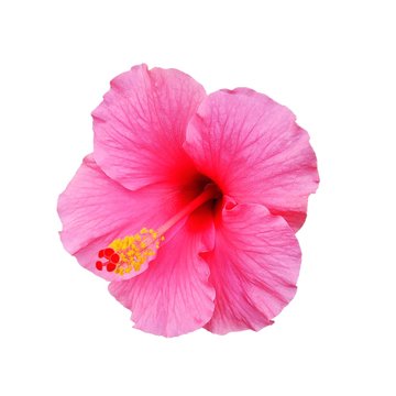 Top View Of Pink Hibiscus Flower Isolated On A White Background. Flat Lay, No Clipping Path.