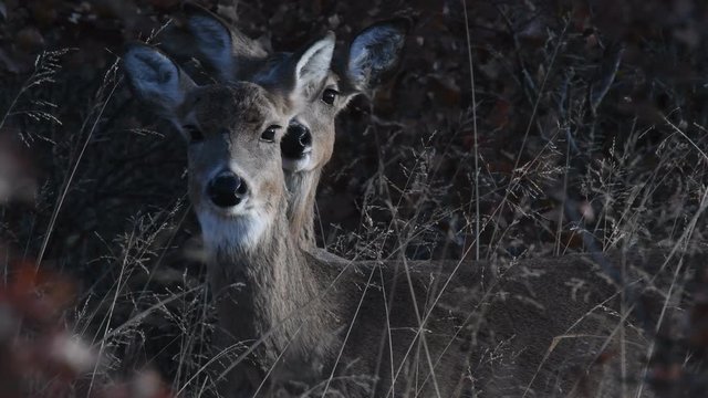 Curious Whitetail Does