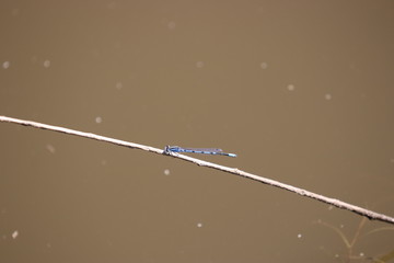 Bright electric blue damselfly resting on small branch sticking out of pond water