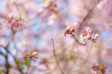 Obraz premium Blooming Wild Himalayan Cherry