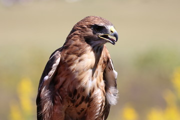 Alert red-tailed hawk looking off into the distance