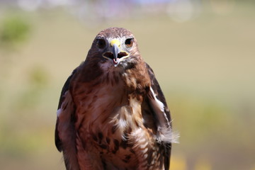 Red-tailed Hawk bird of prey looking at camera close-up