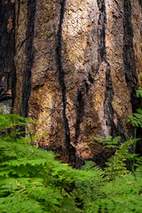 The forest in Kings Canyon & Sequoia National Park