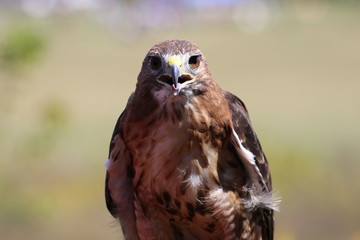 Red tailed hawk looking at camera with serious expression