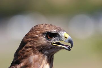 Majestic hawk bird of prey head close-up