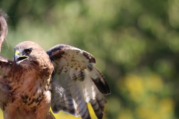 Red-tailed hawk bird of prey with wings spread background