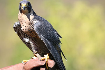 Beautiful peregrine falcon perched on falconer's protective leather glove