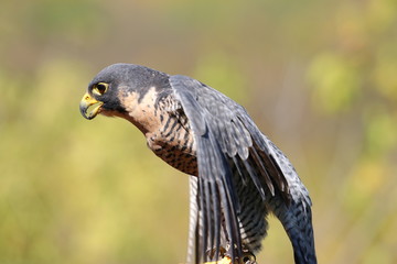 Majestic peregrine falcon with wings spread side view