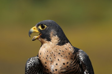Peregrine Falcon bird of prey head close-up