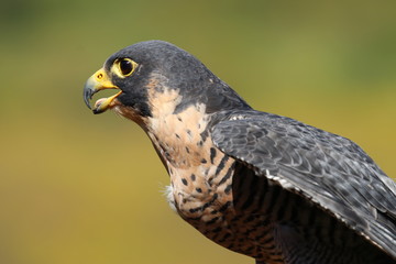 Peregrine falcon leaning far to the left close-up