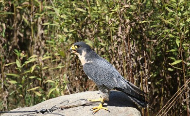 Peregrine falcon outdoors perched on rock