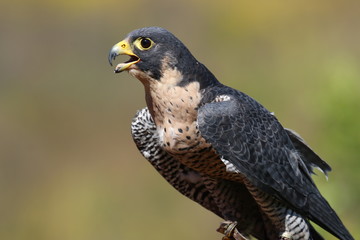 Peregrine falcon fastest bird perched close-up
