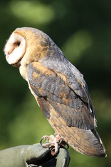 Barn owl stretching neck to get better view outdoors