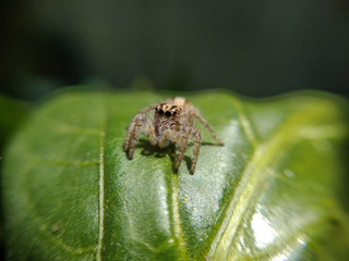 Jumping spider on a leaf.