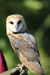 Alert barn owl facing camera