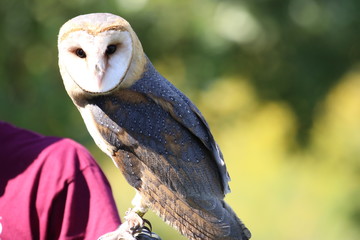 Falconer holding up barn owl that is looking at camera