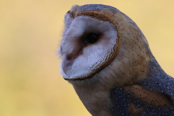 Face close-up of barn owl with yellow background