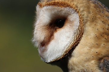 Side of barn owl face close-up against dark green background