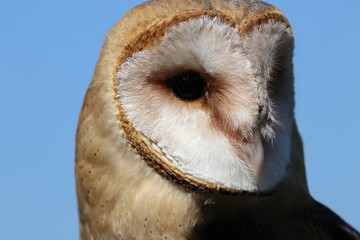 Barn owl bird of prey face close-up against blue background