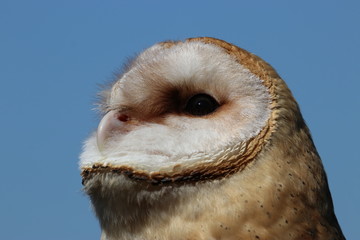 Barn owl looking up to blue sky face close-up