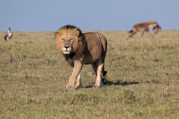 A large male lion walks through the grass on the savanna as a hyena takes the remains of the meal he left behind.  Image taken in the Maasai Mara, Kenya.