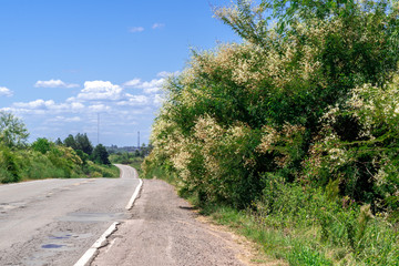 Fototapeta na wymiar Mimosa bimucronata honey plant on the edge of a federal highway in Brazil