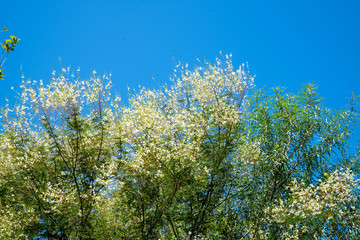 Mimosa bimucronata honey plant on the edge of a federal highway in Brazil